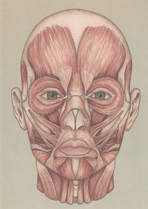 The Facial Muscles Biology Human Face Bizarre Postcard