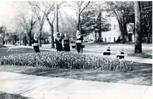 VINTAGE POSTCARD TULIP HARVESTING TIME HOLLAND MICHIGAN REAL PHOTO CARD c. 1940