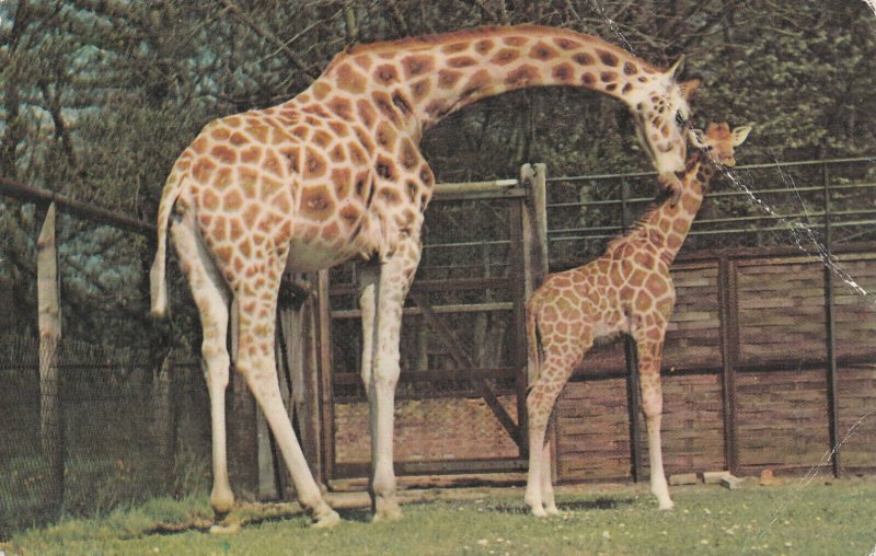 GIRAFFE AND BABY - Vintage POSTCARD