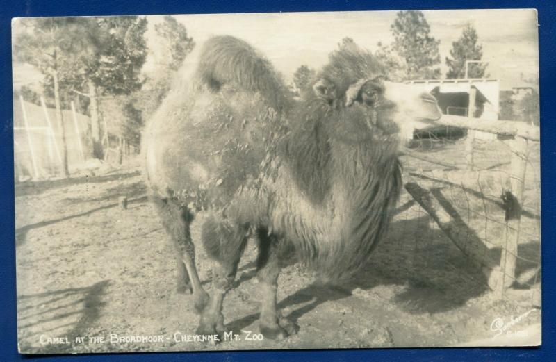 Camel at Broadmoore Cheyenne Mt Zoo Colorado co Springs real photo postcard