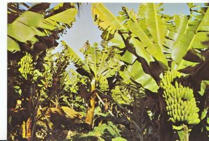 Portugal Postcard - Madeira - Banana Tree    AB2339