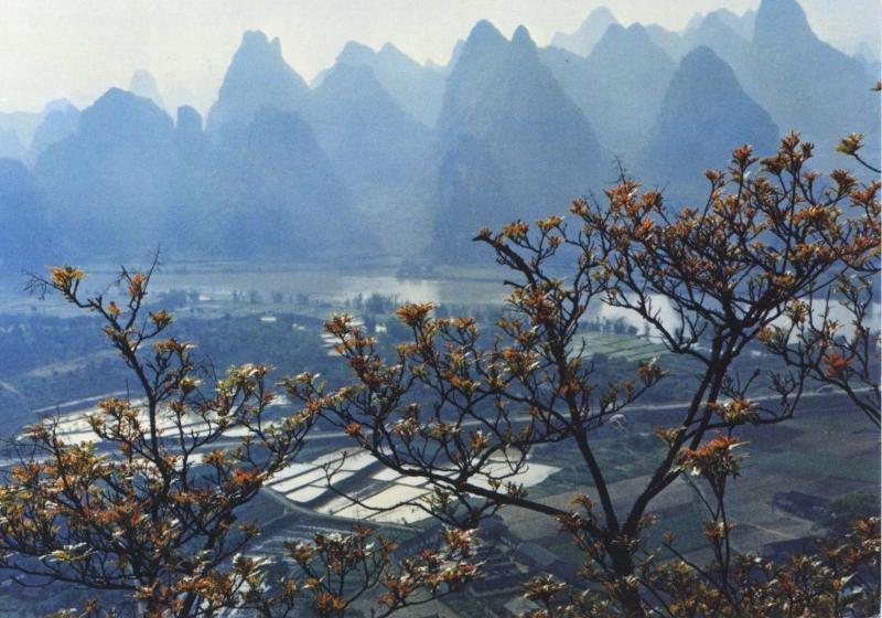 Yangsuo in Springtime ~ Guilin Landscape Guangxi Zhuang Postcard D4