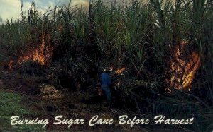 Burning Sugar Cane before Harvest - Maui, Hawaii HI  