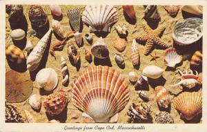 Shells and Greetings from Cape Cod, Massachusetts - pm 1966