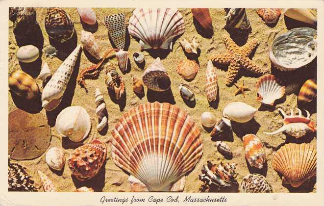 Shells and Greetings from Cape Cod, Massachusetts - pm 1966