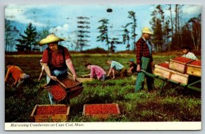 Harvesting Cranberries on Cape Cod  Massachusetts  Postcard   1971