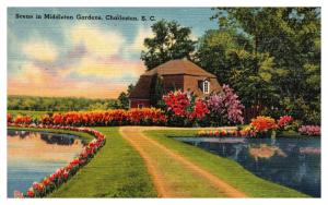 Vintage Postcard Scene in Middelton Gardens, Charleston S.C. 59597