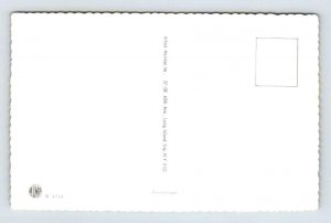 Alfred Mainzer Cats Escalator Mishap Anthropomorphic Postcard 4714