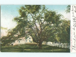 Pre-1907 LAFAYETTE TREE Kennebunk Maine ME AD8748