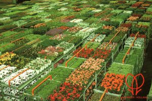 World Flower Center,Aalsmeer,Netherlands