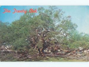 Pre-1980 TREATY OAK - HISTORIC OAK TREE Jacksonville Florida FL E6493