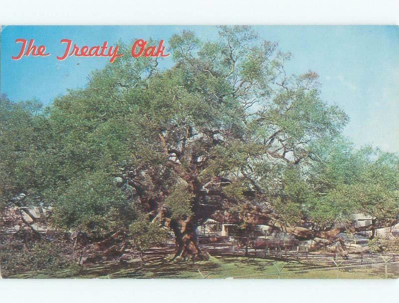 Pre-1980 TREATY OAK - HISTORIC OAK TREE Jacksonville Florida FL E6493