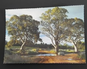 River Gums at Wilpena Creek, South Australia, AP5 Valiant colour postcard