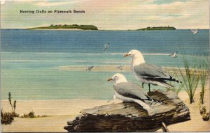 Postcard MA Plymouth Beach Herring Gulls