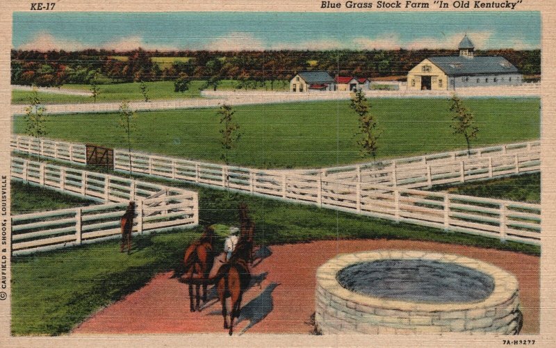Vintage Postcard 1930's Blue Grass Stock Farm In Old Kentucky KY
