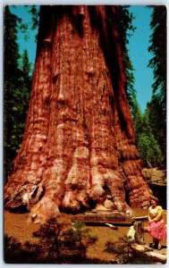 Postcard - General Sherman Tree in Sequoia National Park - California