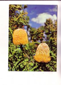 Banksia Plant Blossoms,  Honeysuckle Australia