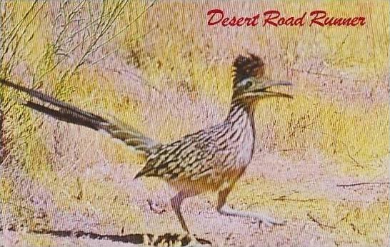 New Mexico The Road Runner Clown Of the Desert New Mexico 