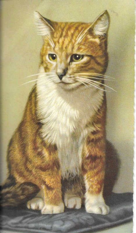 Animals. A lonely kitten  Old vintage Belgian photo postcard