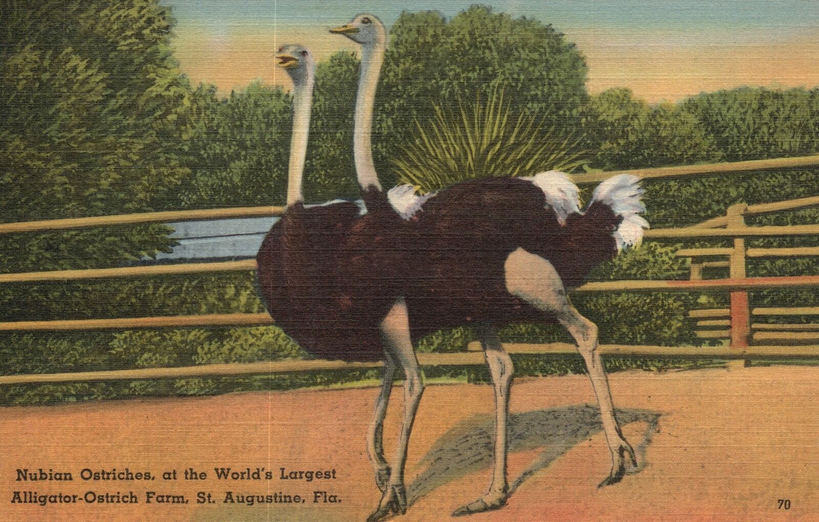 Vintage Postcard Nubian Ostriches Alligator Ostrich Farm Saint