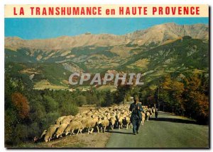 Postcard Modern Transhumance in Haute Provence