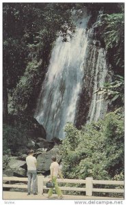 Waterfall, El Yunque Rain Forest, El Yunque, Puerto Rico, Antilles, PU-1998