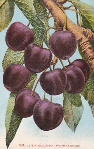 Cluster Of Black Tartarian Cherries Fruit by Edward Mitchell