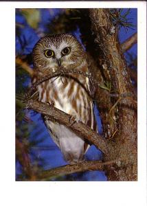 Saw-Whet Owl, North American Wildlife