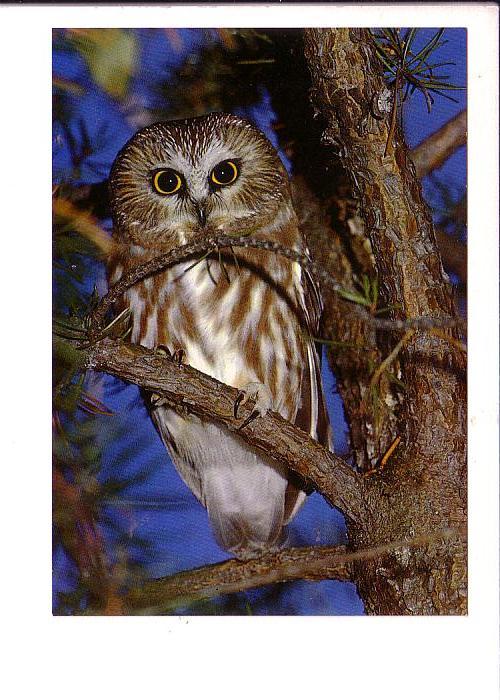 Saw-Whet Owl, North American Wildlife