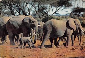 BF38608 herd of elephants africa  elephant elepahnt  animal animaux