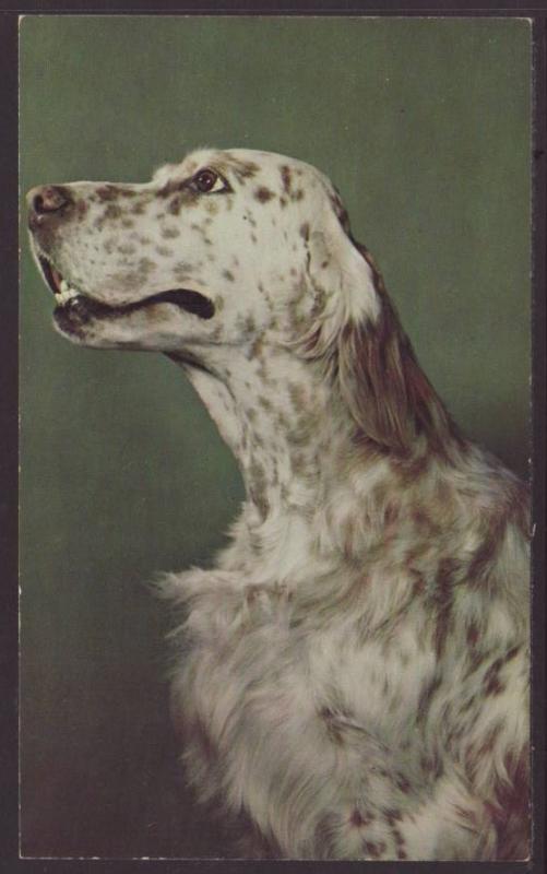 Greetings From Williamston,MI,Dog Postcard 