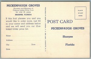 SHARPES FL PECKENPAUGH GROVES VINTAGE POSTCARD