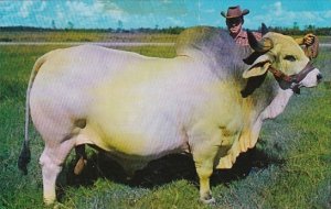 Grand Champion Brahman Bull Emperor Manso Central Florida