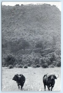 LAKE MANYARA NATIONAL PARK, TANZANIA ~ Lake Manyara Hotel   4x6 Postcard