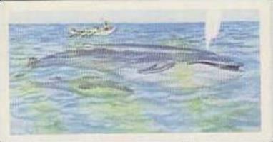 Brooke Bond Tea Trade Card Wildlife In Danger 1963 No 7 Blue Whale