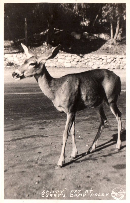 Deer,Pet at Currey's Camp Baldy BIN