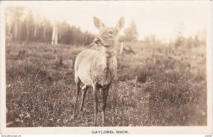 RP; Deer in Meadow, GRAYLING, Michigan, PU-1936