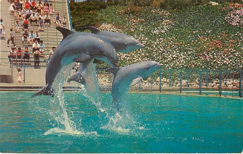 Leaping Dolphin Trio at Marineland of the Pacific near Los Angeles, CA Chrome