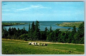 Grazing Sheep, Margaree Harbour, Cape Breton NS, 1960s Postcard, Local Publisher