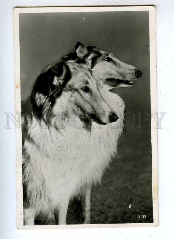 187826 Charming COLLIE Friends Old PHOTO PC