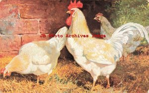 Signed CC, Nister No 196, White Leghorn Rooster & Chickens