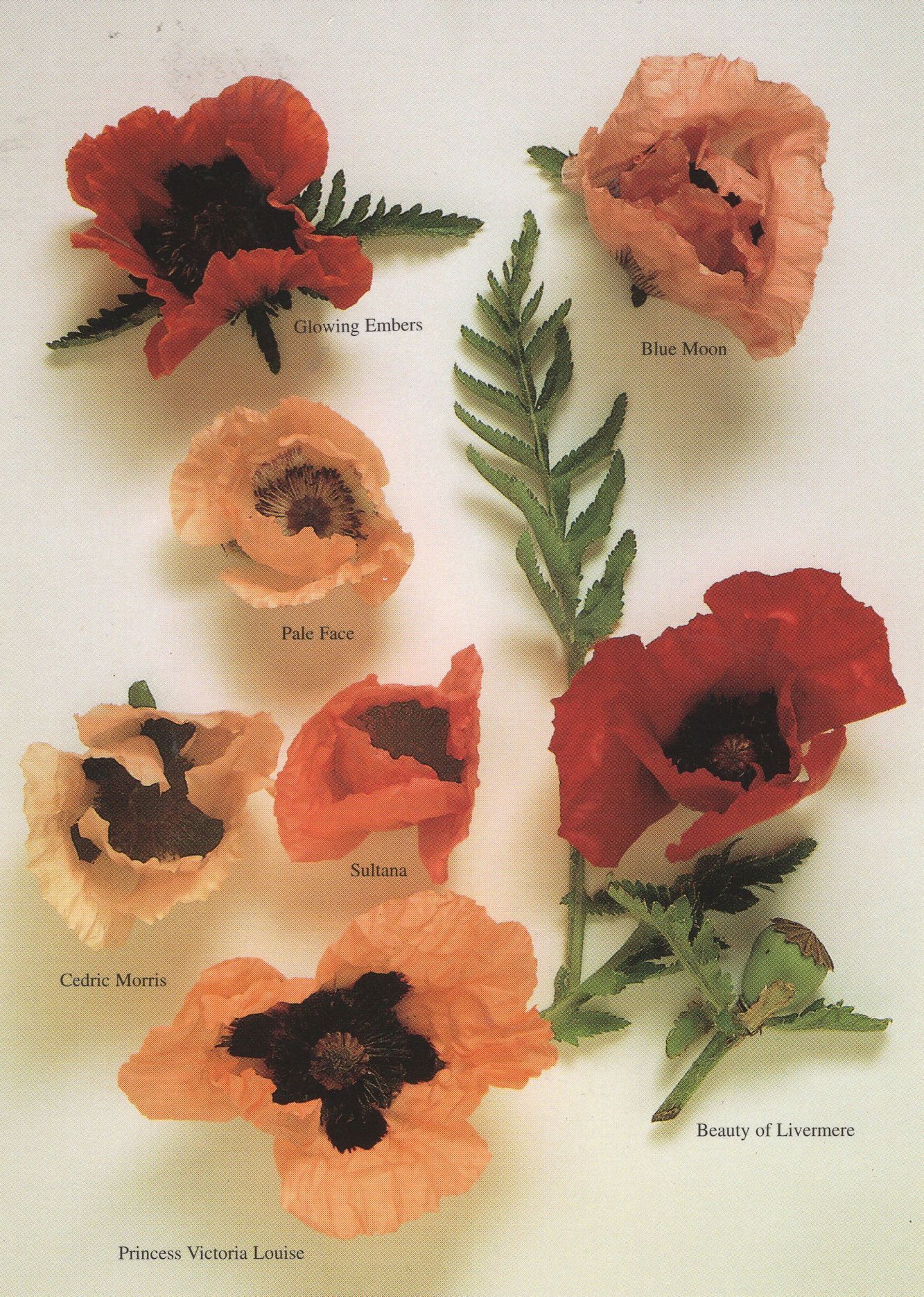 blue moon flowers bishops stortford