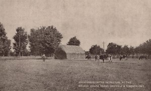 High Grade Cattle At Water House Farm Oakville Toronto Old Postcard