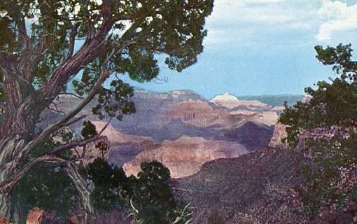 AZ - Grand Canyon National Park, Juniper Tree