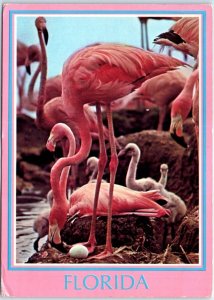 Postcard - Flamingo's nesting - Florida