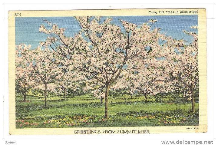 Tung Oil Trees in Summit, Mississippi, 1930-1940s