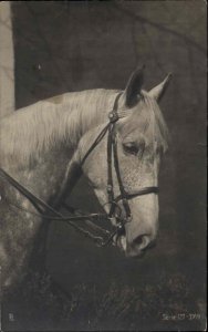 Beautiful Dappled Horse in Bridle c1910 Vintage Postcard