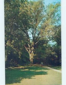 Pre-1980 MONUMENT Abraham Lincoln In Hodgenville - Near Elizabethtown KY F1830