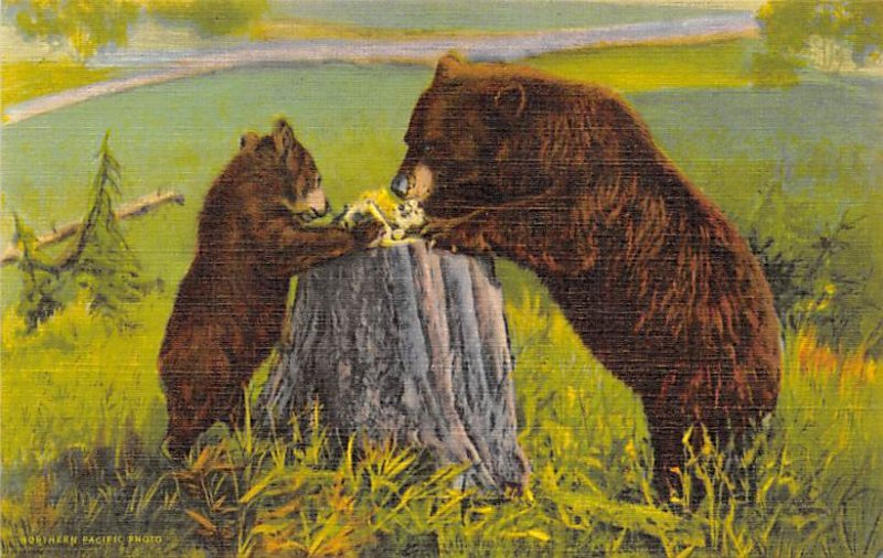 Learing Table Manners Rocky Mountains, CO, USA Bear Unused 