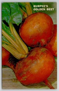 Burpee's Golden Beet Vegetable Advertising Postcard B29